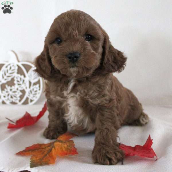 Blair, Cavapoo Puppy